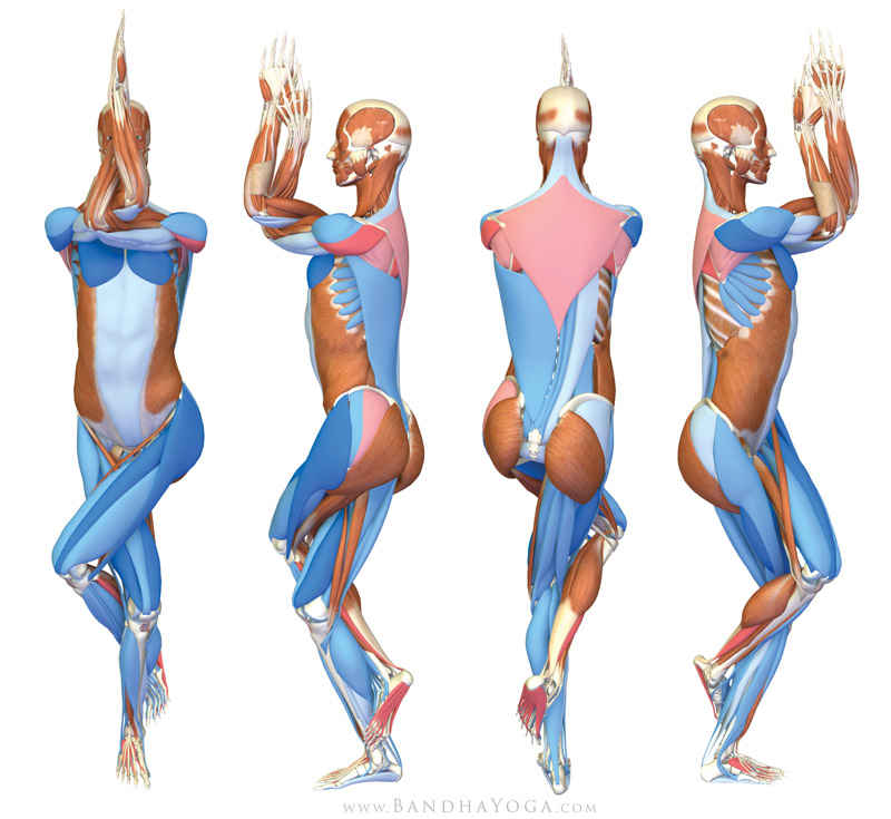 <strong>Garudasana</strong> - This image is from the <em>The Key Poses of Yoga</em>. Showing the musles that are stretching in pink and those that are contracting in blue.